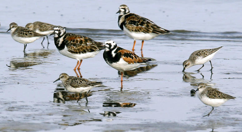 sandpipers AP sandpipers AP