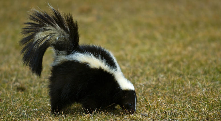 skunk skunk