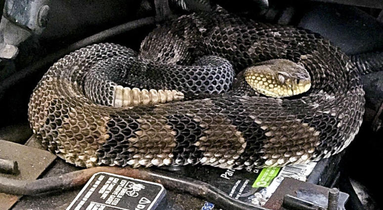 venomous timber rattlesnake venomous timber rattlesnake