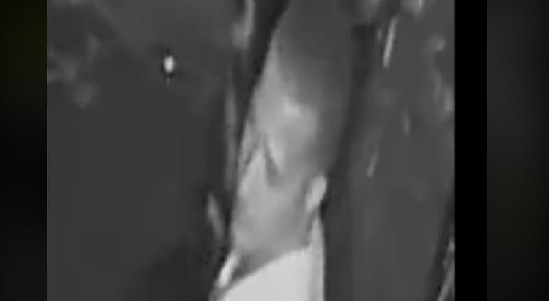 westland suspect westland suspect