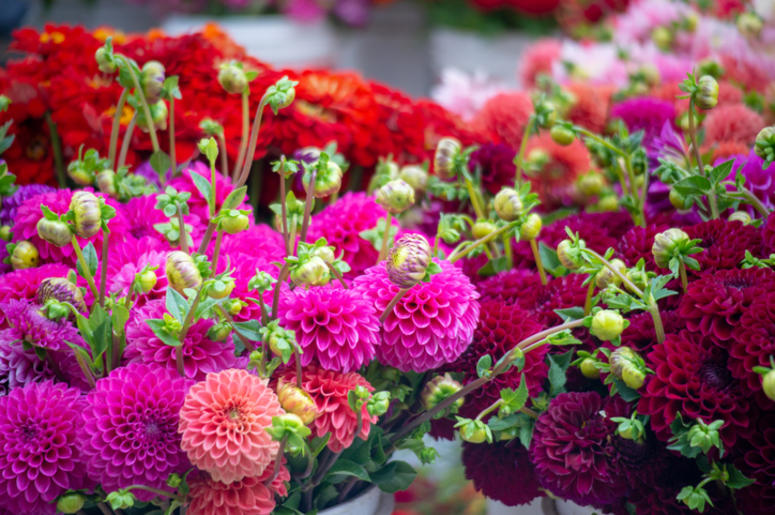 flowers