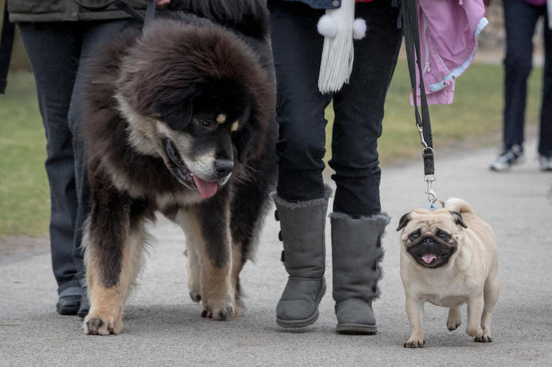 A pug and a Tibetan mastif.