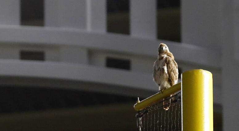 red-tailed Hawk , Yankee Stadium