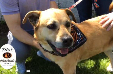 Julia Pet Of The Week Julia Pet Of The Week