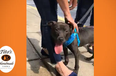 Adopt this cute dog