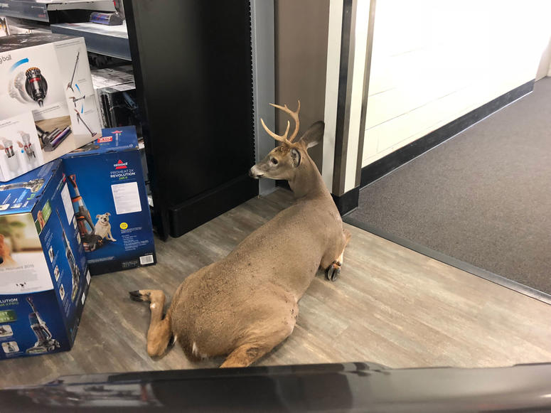 Deer in Best Buy
