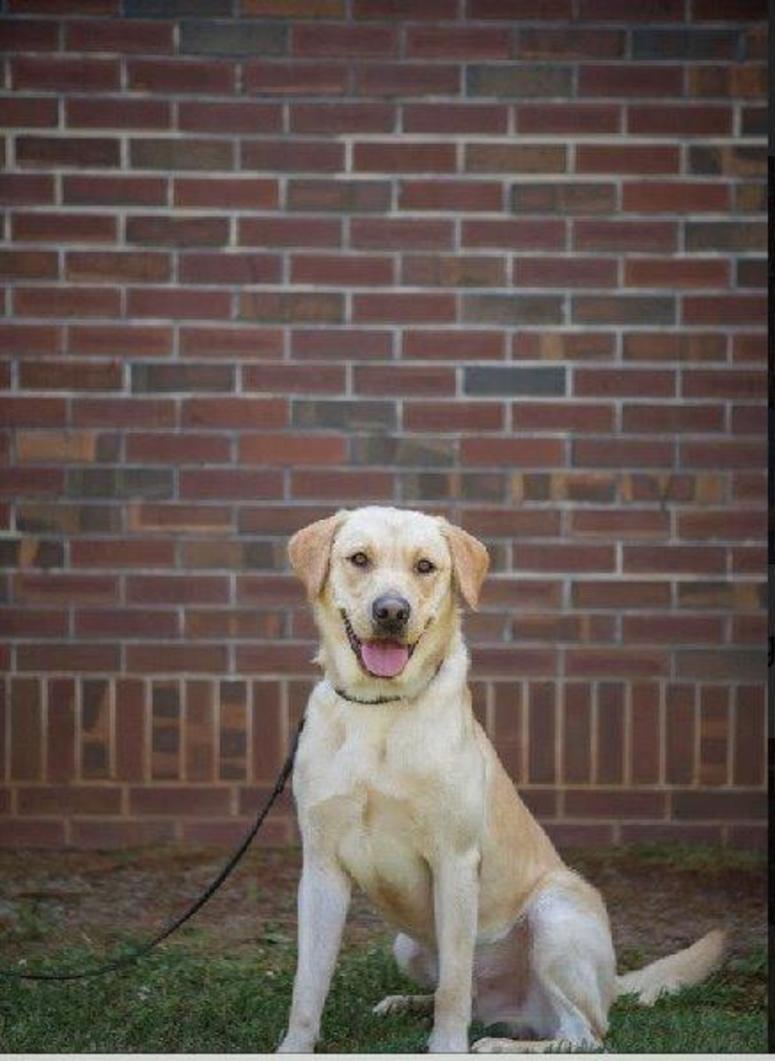 Thor - Explosives and Tracking Canine Deputy