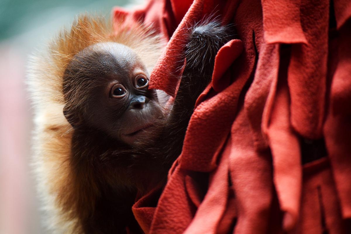 The Greenville Zoo's baby orangutan, Adira, shortly after she was born The Greenville Zoo's baby orangutan, Adira, shortly after she was born