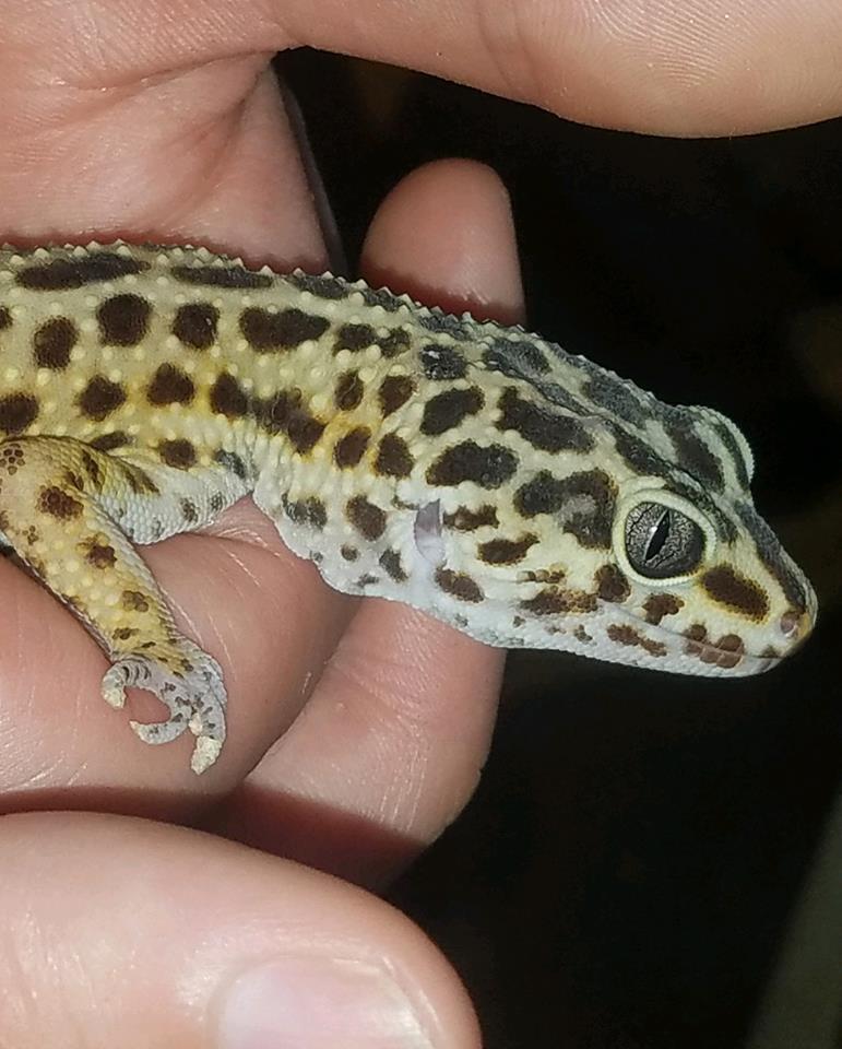 Safe Haven exotic animals Safe Haven exotic animals