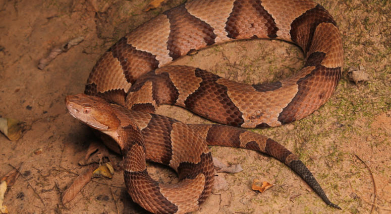 Copperhead - stock photo