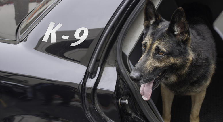 Wreckless Anderson County driver detained by K-9