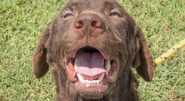 The OCSO is helping to find Chocolate Lab "Lucky" a home.