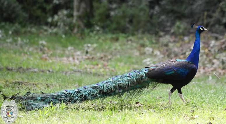 Peacock found by Spartanburg Police Peacock found by Spartanburg Police