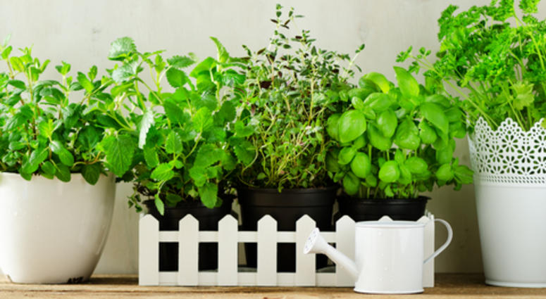 indoor herb garden Grow herbs indoors