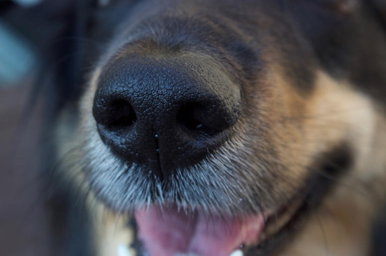 K-9 K-9