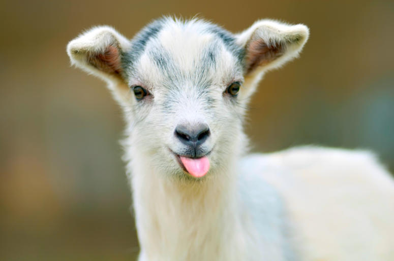 Goat Goat
