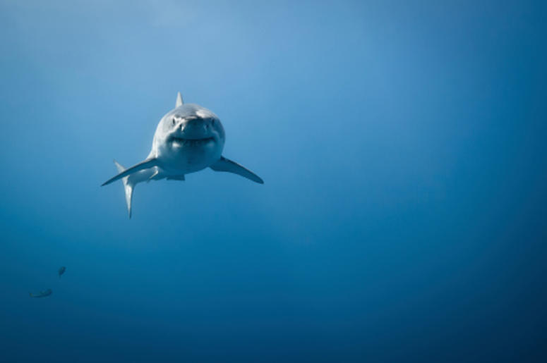 Shark Shark