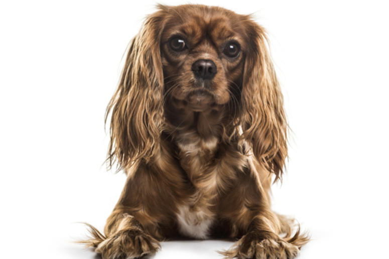 Cavalier King Charles Spaniel Cavalier King Charles Spaniel