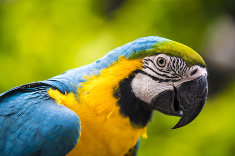 Parrot Parrot