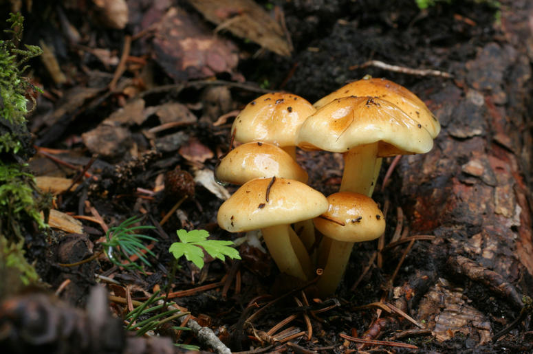 Mushrooms Mushrooms