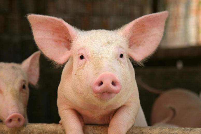 Pig Pig